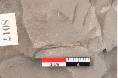 Foto (Detailansicht) von Diospyros sagoriana Ettingshausen (NHMW-GEO-2024-0188-8017)